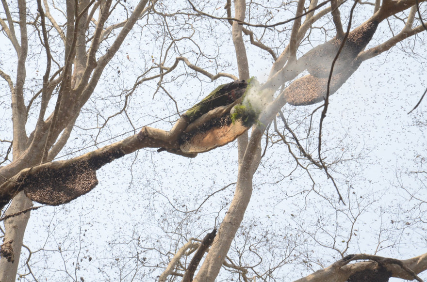 Real Honey vs Artificial Honey: Key Differences You Should Know